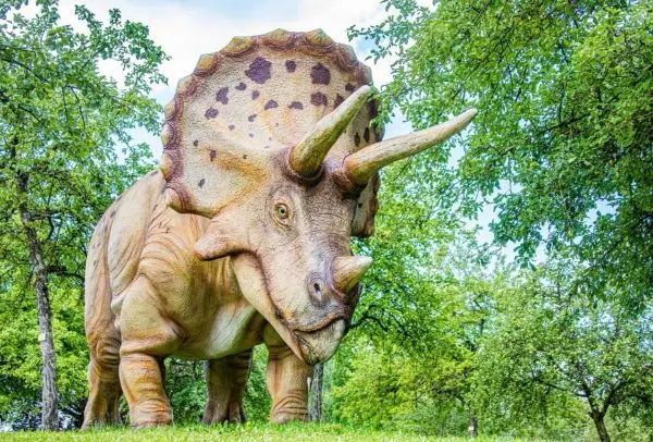 Triceratops