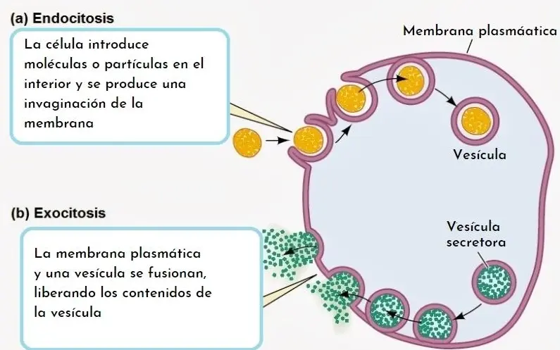 Qué es la exocitosis