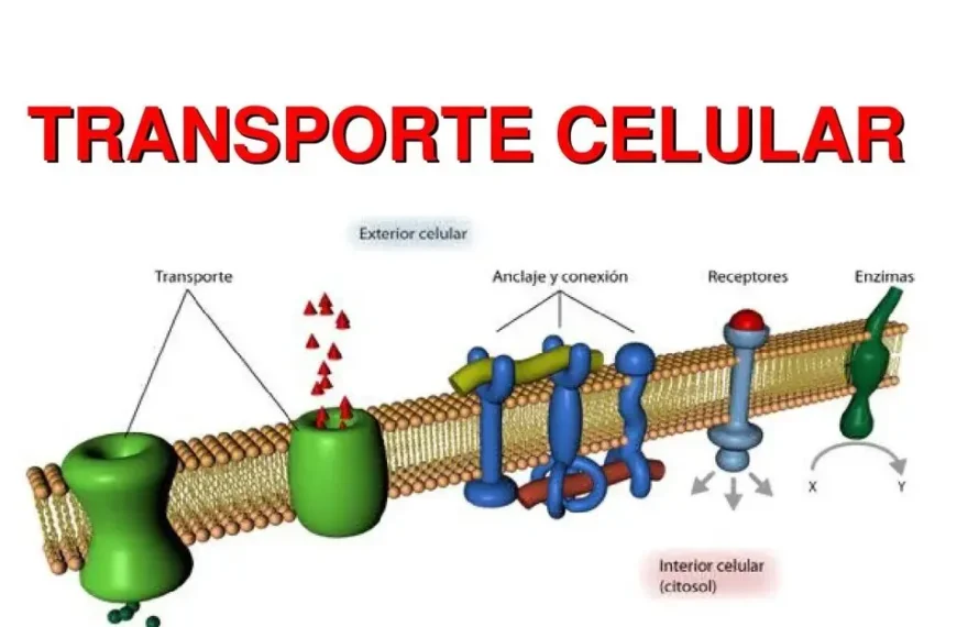 Transporte Celular - cómo se Transportan los Nutrientes a Nivel Celular