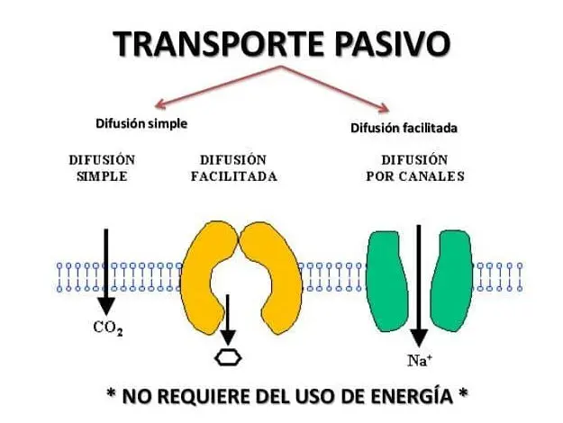 Transporte Pasivo